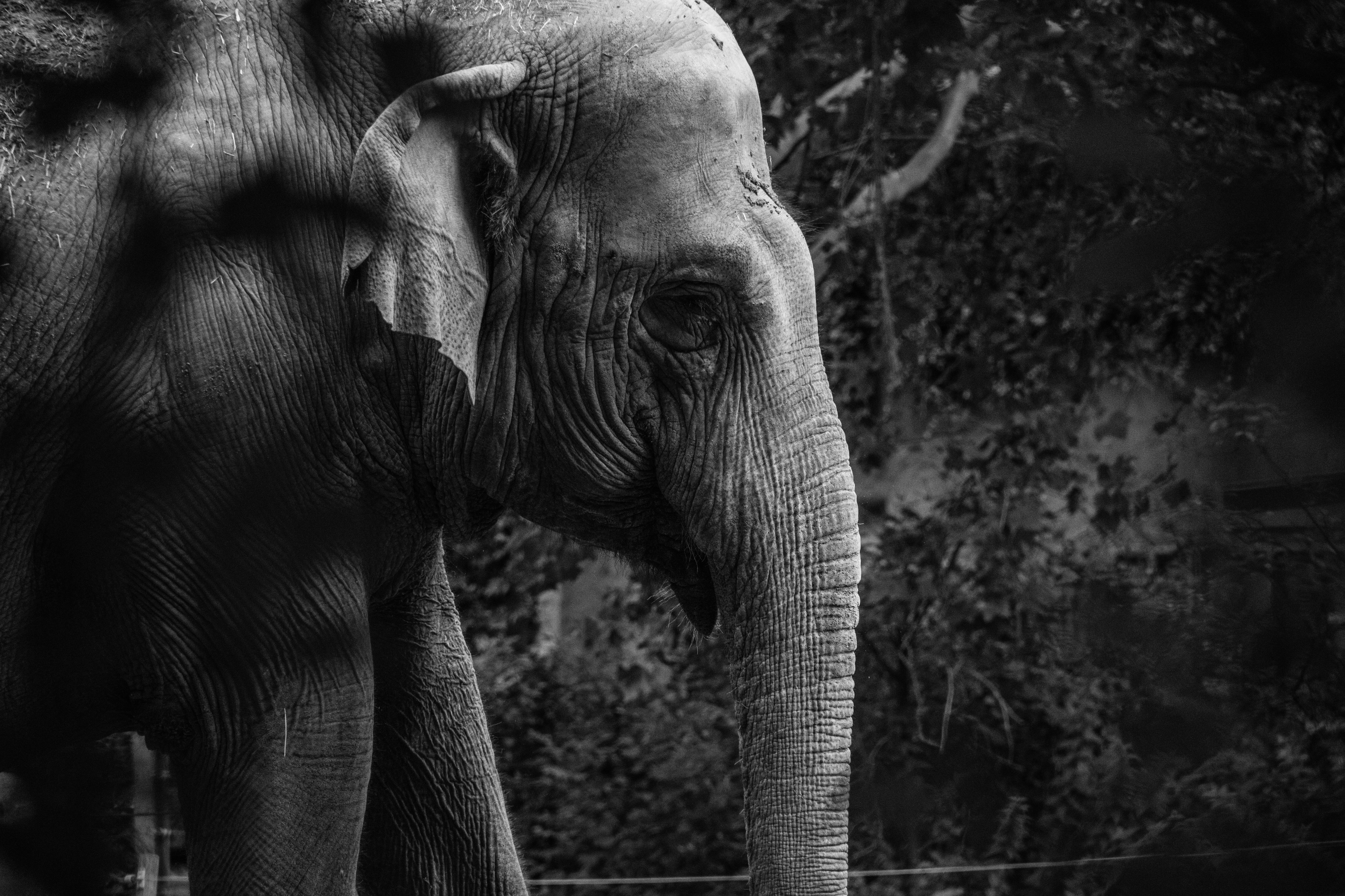 Elefante Asiático em habitat natural